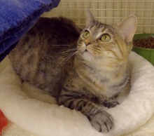 [another picture of Tiger Lily, a Domestic Short Hair torbie/tabby\ cat] 