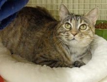 [picture of Tiger Lily, a Domestic Short Hair torbie/tabby\ cat] 