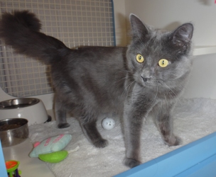 [picture of Catsbury, a Russian Blue Blue cat]