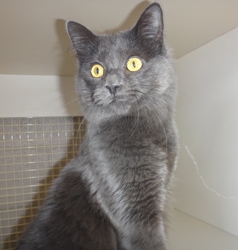 [picture of Catsbury, a Russian Blue Blue cat]