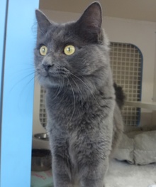 [picture of Catsbury, a Russian Blue Blue cat]