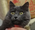 [picture of Catsbury, a Russian Blue Blue cat]