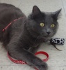 [picture of Catsbury, a Russian Blue Blue cat]