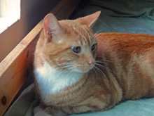 [another picture of Jack, a Domestic Short Hair orange swirl tabby\ cat] 