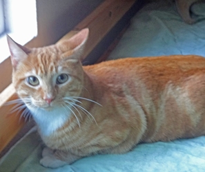 [picture of Jack, a Domestic Short Hair orange swirl tabby cat]