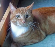 [picture of Jack, a Domestic Short Hair orange swirl tabby\ cat] 