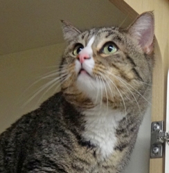 [picture of Rosco, a Domestic Short Hair brown tabby cat]