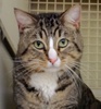 [picture of Rosco, a Domestic Short Hair brown tabby cat]