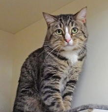 [picture of Rosco, a Domestic Short Hair brown tabby\ cat] 