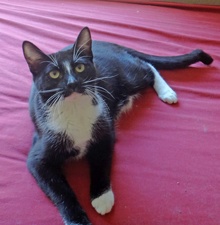 [another picture of Crook, a Domestic Short Hair black/white tuxedo\ cat] 