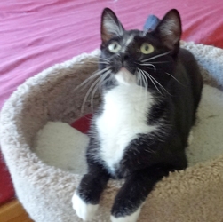 [picture of Crook, a Domestic Short Hair black/white tuxedo cat]