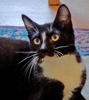 [picture of Crook, a Domestic Short Hair black/white tuxedo cat]