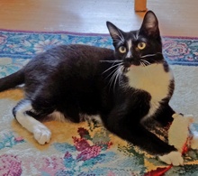 [picture of Crook, a Domestic Short Hair black/white tuxedo\ cat] 