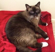 [picture of Daisy, a Siamese chocolate point cat]