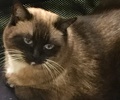 [picture of Daisy, a Siamese chocolate point cat]