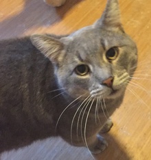 [another picture of Winston, a Domestic Medium Hair swirl blue tabby\ cat] 