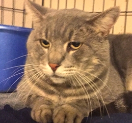 [picture of Winston, a Domestic Medium Hair swirl blue tabby cat]