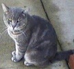 [picture of Winston, a Domestic Medium Hair swirl blue tabby cat]