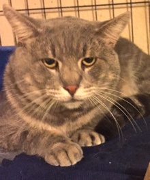 [picture of Winston, a Domestic Medium Hair swirl blue tabby cat]