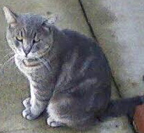 [picture of Winston, a Domestic Medium Hair swirl blue tabby\ cat] 