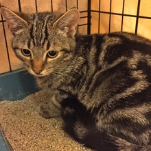 [another picture of Swirly, a Domestic Short Hair gray swirl tabby\ cat] 