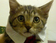 [picture of Swirly, a Domestic Short Hair gray swirl tabby\ cat] 