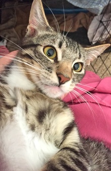 [picture of Tonto, a Domestic Short Hair black tabby/white cat]