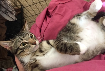 [picture of Tonto, a Domestic Short Hair black tabby/white cat]