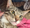 [picture of Tonto, a Domestic Short Hair black tabby/white cat]