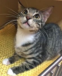 [picture of Tonto, a Domestic Short Hair black tabby/white cat]