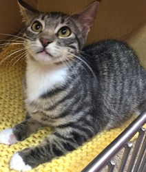 [picture of Tonto, a Domestic Short Hair black tabby/white cat]