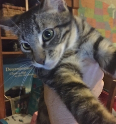 [picture of Tonto, a Domestic Short Hair black tabby/white cat]