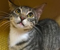 [picture of Tonto, a Domestic Short Hair black tabby/white cat]