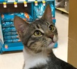 [picture of Tonto, a Domestic Short Hair black tabby/white cat]