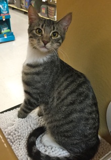 [another picture of Tonto, a Domestic Short Hair black tabby/white\ cat] 