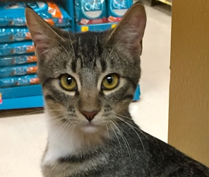 [picture of Tonto, a Domestic Short Hair black tabby/white cat]