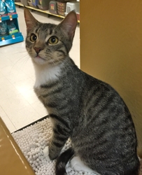 [picture of Tonto, a Domestic Short Hair black tabby/white cat]