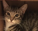 [picture of Tonto, a Domestic Short Hair black tabby/white cat]