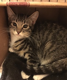 [picture of Tonto, a Domestic Short Hair black tabby/white cat]