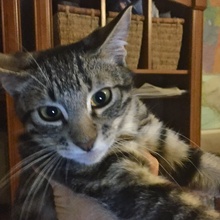 [picture of Tonto, a Domestic Short Hair black tabby/white cat]