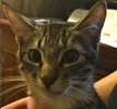 [picture of Tonto, a Domestic Short Hair black tabby/white cat]