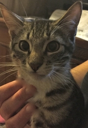 [picture of Tonto, a Domestic Short Hair black tabby/white cat]