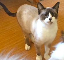 [another picture of Ember, a Siamese snowshoe\ cat] 