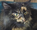 [picture of Florizel, a Domestic Long Hair tortie cat]