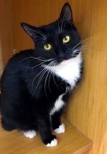 [picture of Mistie, a Domestic Short Hair black/white cat]