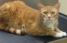 [another picture of Loki, a Domestic Short Hair orange swirl tabby\ cat] 