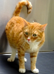 [picture of Loki, a Domestic Short Hair orange swirl tabby cat]