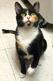Adopted Et01141 Sydra