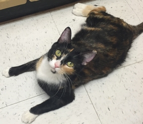 Adopted Et01141 Sydra