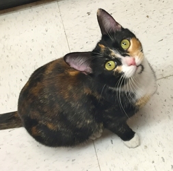 Adopted Et01141 Sydra